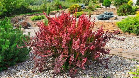 Are Barberry Berries Poisonous To Dogs