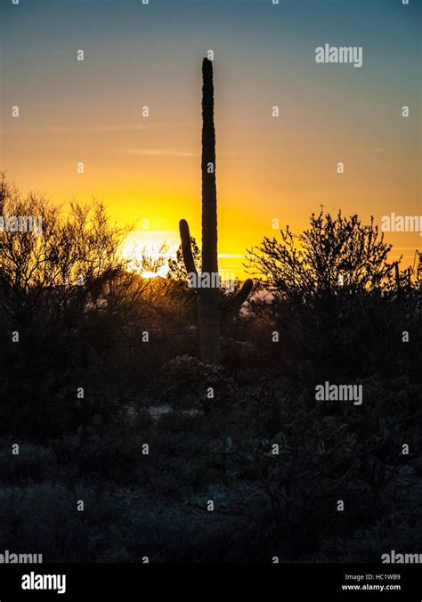 Saguaro Cactus Sunset Stock Photo - Alamy