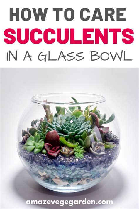 How To Care For Succulents In a Glass Bowl | Succulent care, Succulent ...