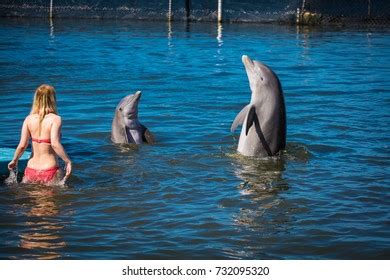 Dolphins Swimming Humans Stock Photo 732095320 | Shutterstock