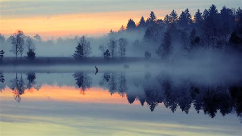 water, Mist, Trees, Reflection, Forest, Sunrise Wallpapers HD / Desktop ...