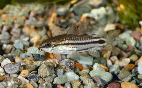 Pygmy Corydoras Care: Complete Guide for Beginners - AquariumNexus