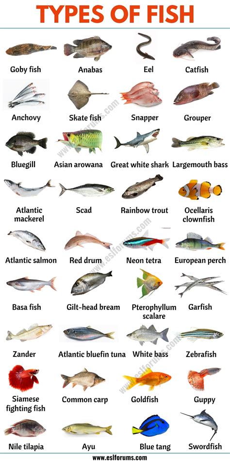 Types of Fish: List of 35+ Types of Fish from All Around the World ...