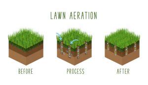 Why it's Important to Aerate Your Soil