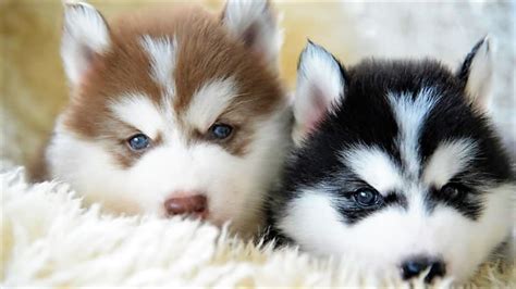 Perritos Bebes Tiernos