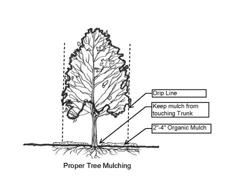 Proper Tree Mulching | Fayetteville, AR - Official Website