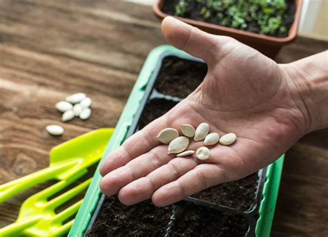 How to Grow Edible Plants Indoors - Vegetables "On Demand" - Bob Vila