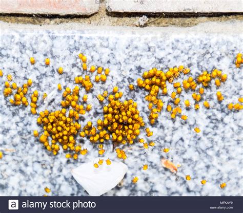 Cluster of spider eggs hi-res stock photography and images - Alamy