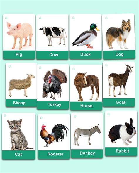 Best Cheap Real Farm Animals Flashcards for Sale 2022 Zstore