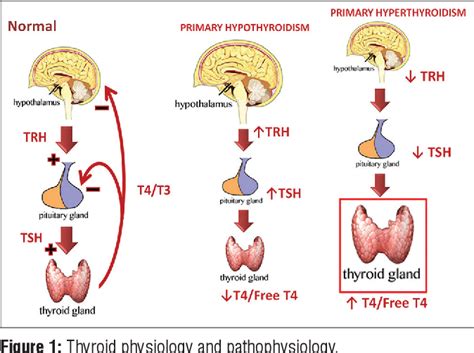 Interpretation of thyroid function tests | Semantic Scholar