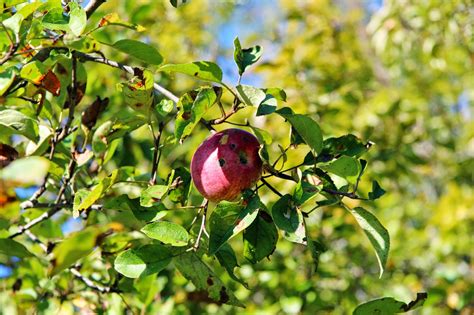 In the Fields : Apple Trees