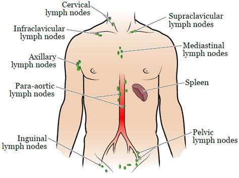 Mediastinal Lymph Nodes Map