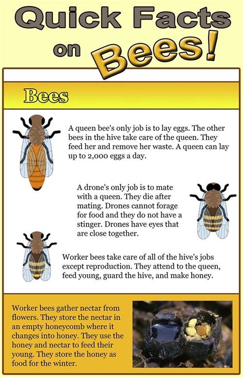 Pin by Tanya Cox on HONEY BEES | Honey bee facts, Bee keeping, Bee facts