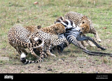 three cheetah kill young zebra Stock Photo - Alamy