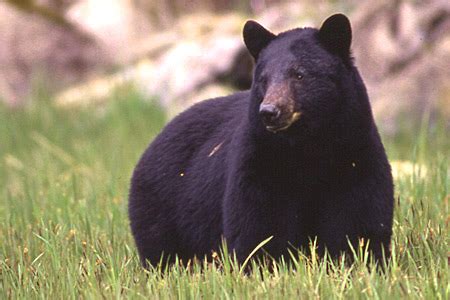 Black Bear Species Profile, Alaska Department of Fish and Game