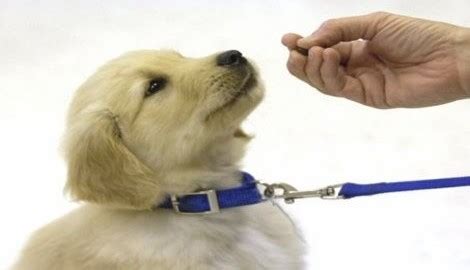 Golden Retriever Puppy Training | Golden Retrievers Training