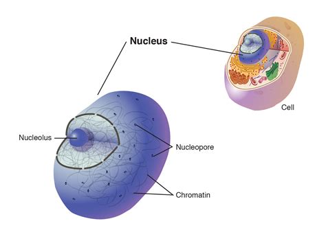 Diagram Of Nucleus Structure Nucleus Structure Functions