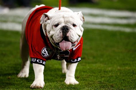 Georgia Bulldogs mascot Uga is top dog in the country