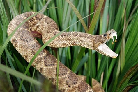 How Snakes Got Their Fangs | Live Science