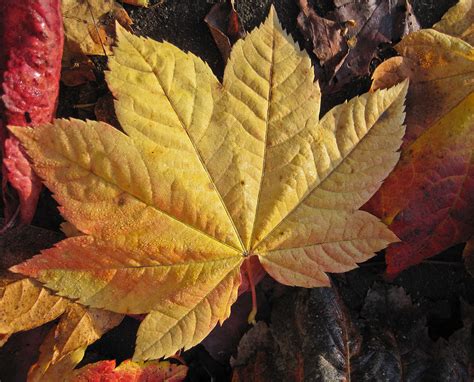 Maple leaf close up Photograph by Robert Perin - Fine Art America