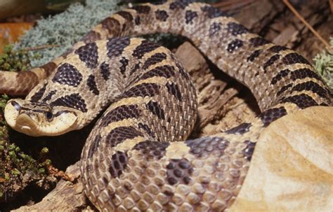 Southern Hognose Snake