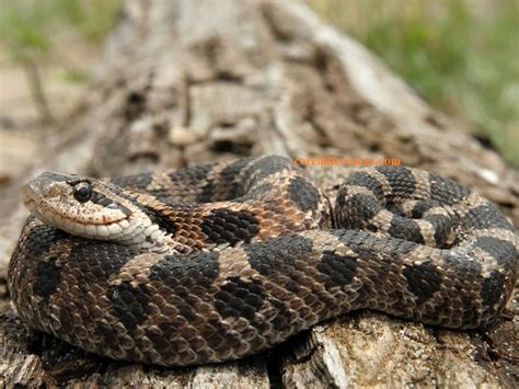 Hognose Snake Care Sheet (A Must-Read Guide) - Core Differences