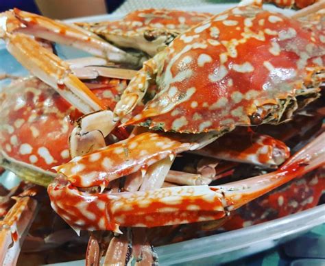 Alimasag: One of the Crabs in Philippine Cuisine