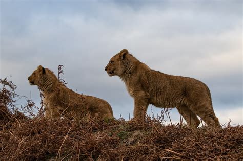 70+ Free Lioness With Cubs & Lioness Images - Pixabay