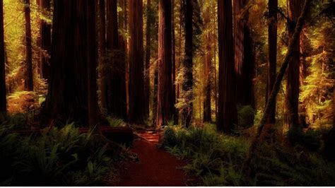 Top 999+ Redwood Forest Wallpaper Full HD, 4K Free to Use