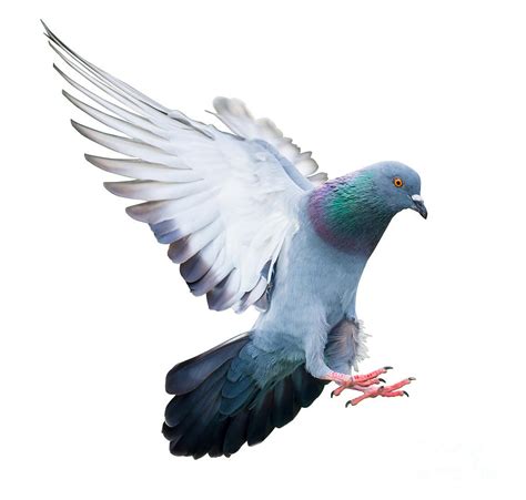 Flying Pigeon Bird In Action Isolated Photograph by Mrs ya - Fine Art ...