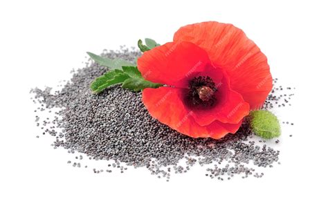 Premium Photo | Poppy flower with seed