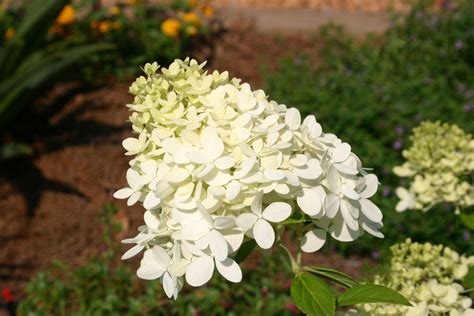 Panicle Hydrangea – Identification and Pruning | Walter Reeves: The ...