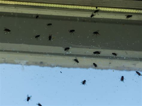 How To Get Rid Of Flies Inside And Outside Your House