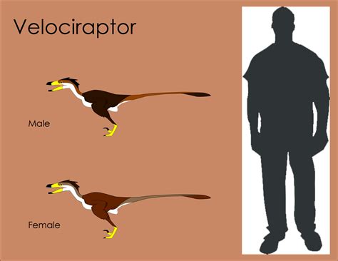 Velociraptor Size Comparison by LouJunior on DeviantArt