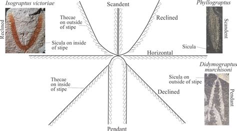 Graptolite morphology for sedimentologists - Geological Digressions