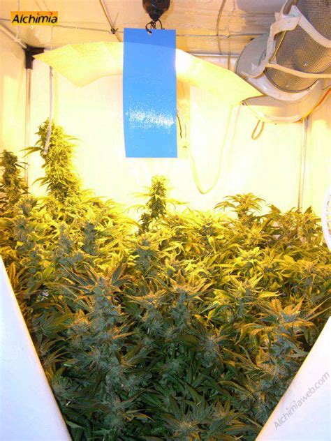 Growing marijuana in grow tents - Alchimia blog