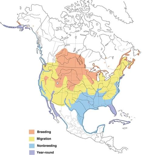 image of range map for Double-crested Cormorant | Merlin bird id ...