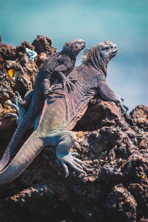 Unique Galapagos Islands Animals in Photos | The Planet D