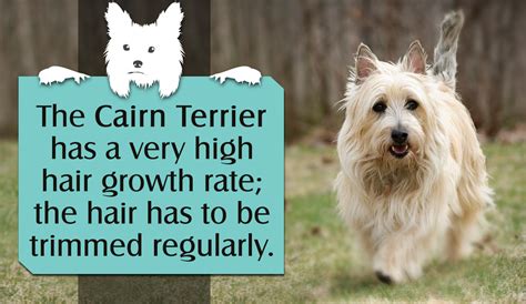 Cairn Terrier Grooming Tips - Wavy Haircut