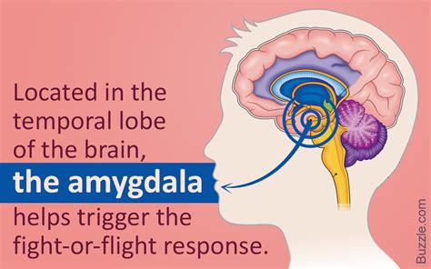 Awesome Information About the Location and Functions of the Amygdala ...