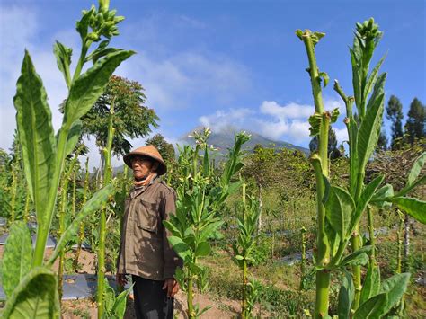 Daun Kering Talas Beneng, Tembakau Linting Tanpa Nikotin | Tagar