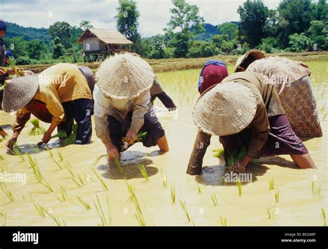 women planting rice ,paddy field, Vietnam Stock Photo - Alamy