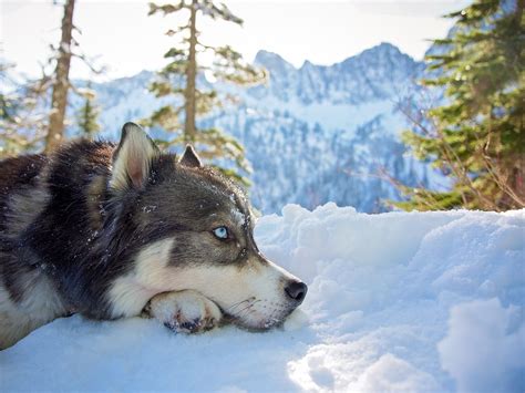 Winter Husky Wallpapers - Wallpaper Cave