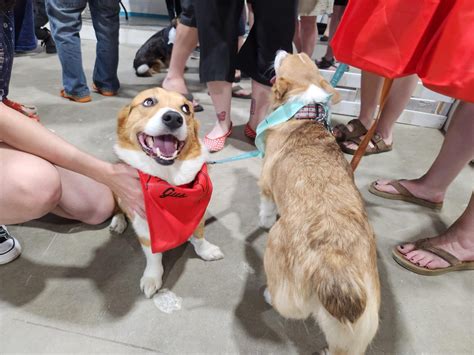 Martensville Corgi Races brings in largest crowd yet | Globalnews.ca