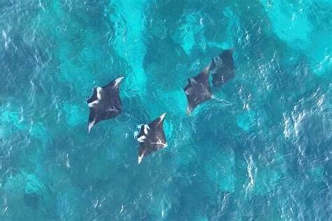 Study to uncover secrets of hidden manta ray habitat