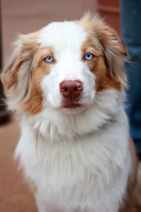 Red Merle Australian Shepherd Mix