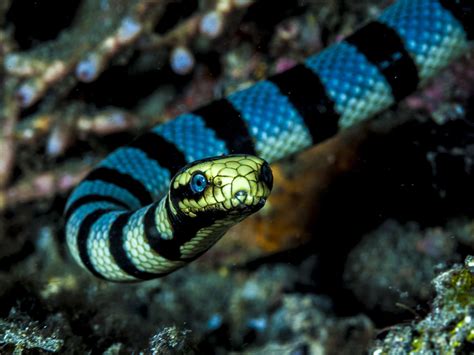 Most Venomous Sea Snake On Earth - The Earth Images Revimage.Org