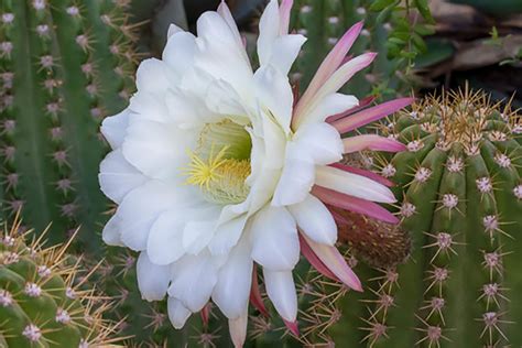 Our Favorite Cactus Flowers | Green Things Nursery