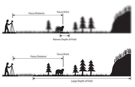 Understanding Depth of Field - A Beginner's Guide