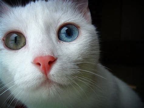 Heterochromia in Animals (12 pics)